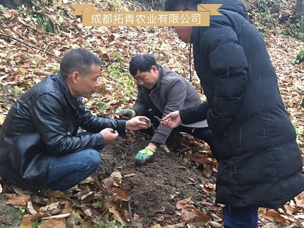 涼山百畝林下重樓種植案例